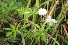 Ipomoea pes-tigridis